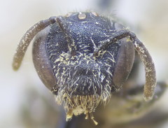 Lasioglossum pseudoplanulum