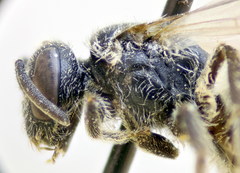 Lasioglossum pseudoplanulum