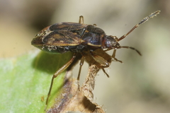 Targarema electa