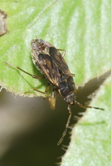Targarema electa