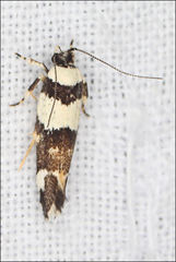 Macrobathra euryleuca