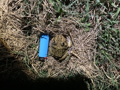 Ranoidea novaehollandiae