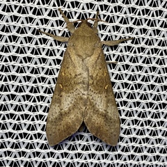 Oxycanus