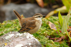Cinclodes albidiventris