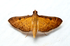 Tatobotys