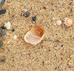 Bostrycapulus pritzkeri