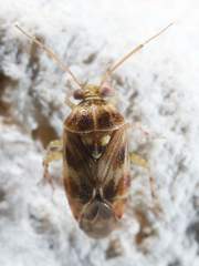 Tropidosteptes quercicola