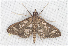 Ischnurges illustralis