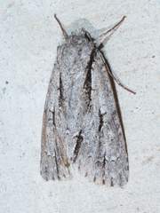 Acronicta texana
