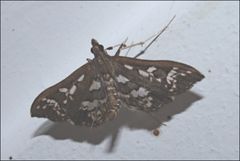 Ischnurges illustralis