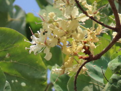 Phanera macrostachya