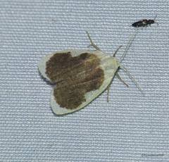 Pseudoblabes oophora