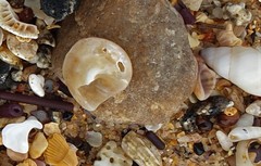 Bellastraea squamifera