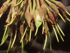 Madhuca longifolia latifolia