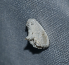 Niphopyralis