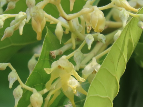Shorea robusta iNat (3)