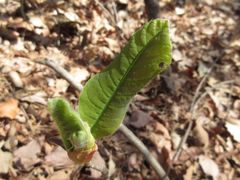 Magnolia obovata