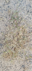 Erodium ciconium