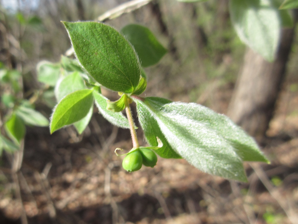 Lonicera praeflorens  iNaturalist