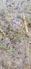 Erodium ciconium