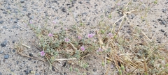 Erodium ciconium