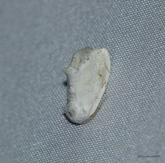 Niphopyralis