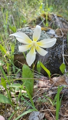 Erythronium multiscapideum