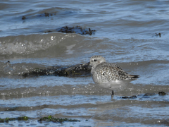 Pluvialis squatarola