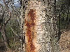 Betula dauurica