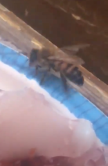 Apis mellifera