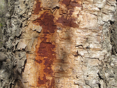 Betula dauurica
