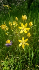 Triteleia ixioides scabra
