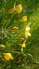 Triteleia ixioides scabra