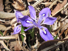 Iris rossii