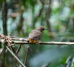 Malacocincla abbotti