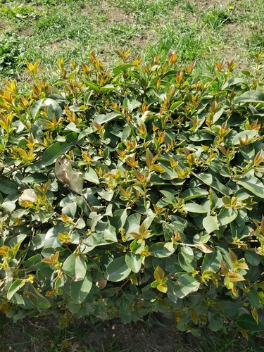 კვიდო (Ligustrum)