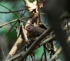 Malacocincla abbotti