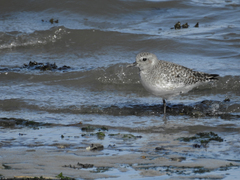 Pluvialis squatarola