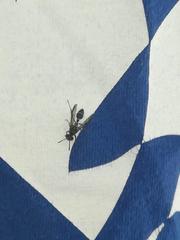 Polybia plebeja