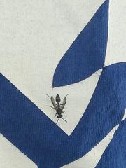Polybia plebeja
