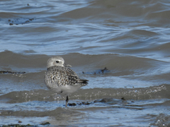 Pluvialis squatarola