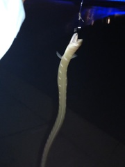 Ophichthus puncticeps