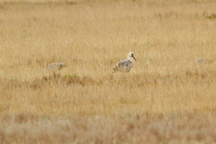 Theristicus branickii