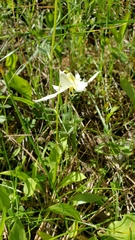 Erythronium multiscapideum