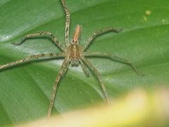 Heteropoda ocyalina