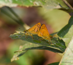 Cephrenes trichopepla