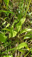 Erythronium multiscapideum