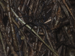 Heteropoda tetrica