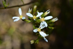 Olearia decurrens