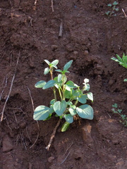 Sairocarpus vexillocalyculatus